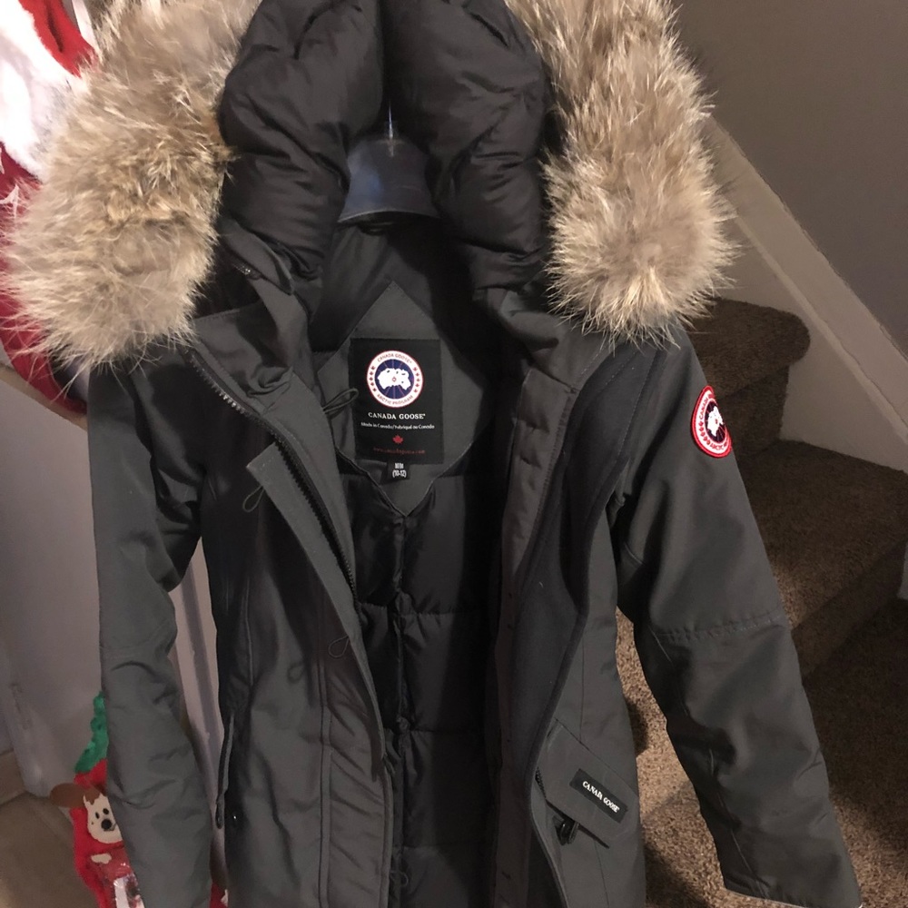 Canada goose